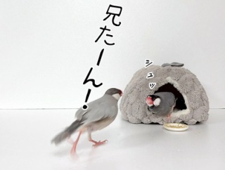 すべての元凶は、これ。