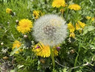 【画像】花っていいよね