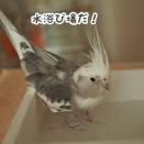 クスィーの水浴び