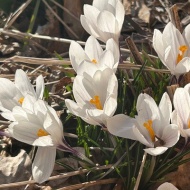 【ガーデニング】長年の後悔をはらす記念の年!