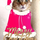 メリークリスマス!