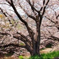 4/6(月)〝竹ヶ端運動公園〟〝集会所裏水呑川土手〟サクラ並木の散策(^.-)☆(14)