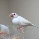 今日の文鳥とツバメがパワーアップしていた話