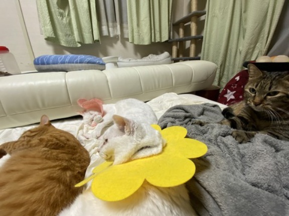 猫型珍獣vs次男坊猫　20260416