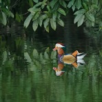 カメラ大好きおやじの野鳥と自然風景フォトアルバム