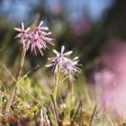 『投稿：BORG36EDによる花鳥星月　2024/04/29』の画像