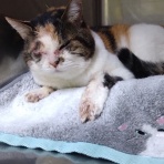 公園のネコたち