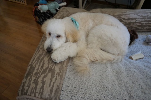 サンディエゴライフ 今昔 カメラ