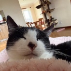 ◎日曜のにゃんこ570◎