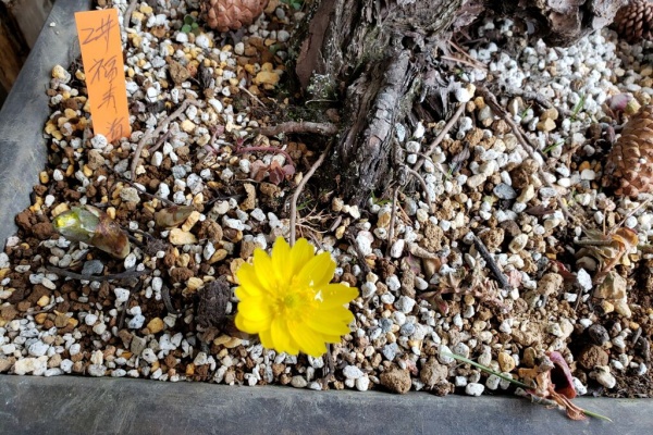 しお風ブログ 湘南 風と星物語 In二宮 山野草