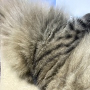 【猫写真】リアル猫ぬいぐるみと対面したマロちゃん