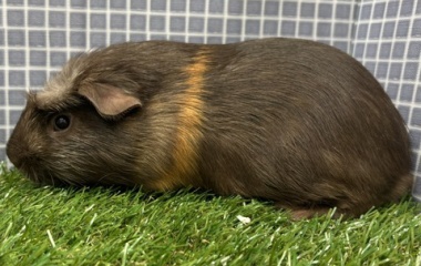 『新しい小動物の紹介です🐹』の画像
