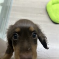 わんちゃんの紹介