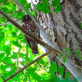 2025鑁阿寺アオバズクの巣離れ幼鳥を撮るI🐤📸(足利市)