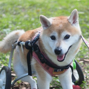 元保護犬ぽんちゃん（柴犬）の脳腫瘍手術への支援について