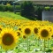 浜松ガーデン・パークのひまわり