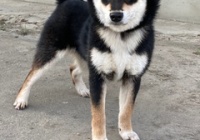 もっち交配 日本犬保存会黒柴犬まんのう荘