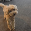 狭い部屋ですが、移動すれば近くに付いてきます🐾🐕️🐾