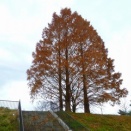 ラ・フラ館のメタセコ しょすども