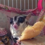 一分間のしあわせ　モモンガ