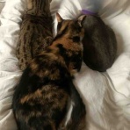 ベンガル猫BenelliとアビシニアンBenjaminと三毛猫Calicoと家族の記録