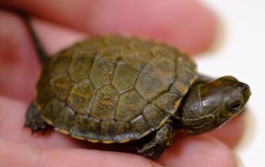 『爬虫類入荷情報！』の画像