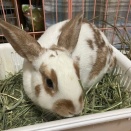 ネイトくんのゴロリンは。