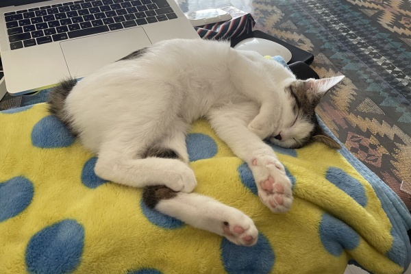アラフォーお母さんのごきげんな日々 猫