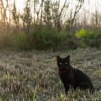 猫写真家・沖 昌之のブログ　野良ねこちゃんねる。　