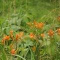 夏に咲く、古賀志山麓の花を求めて