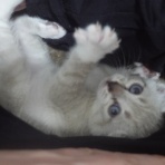 ねこかます