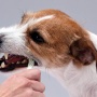 ペットショップにクソデケェ犬の骨！？ 店員「どうやって食べるのか？私もわからないです。」