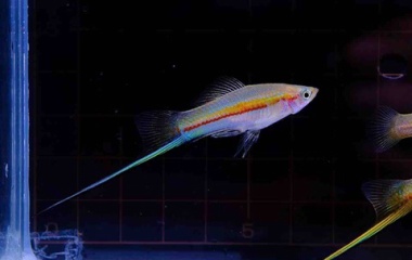 『6月13日(金)熱帯魚入荷情報&特価情報🐟』の画像