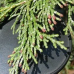 花粉観察ライブ