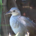 ヒクイナの幼鳥が２羽なったⅡ🐦‍⬛🐦‍⬛📸（多々良沼公園）