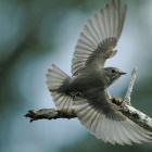 『投稿：渡り途中のエゾビタキ5態　2024/11/15』の画像