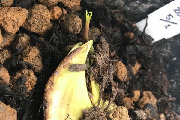 種まきさんの種まきブログ 沖縄から マンゴー栽培に挑戦