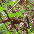 ガビチョウ＆キジ♀を撮る🐦🐦‍⬛（多々良沼公園）