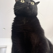 バリバリボウルが大好きな猫たち
