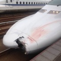 東北新幹線が緊急停止　走行中に“異音”…原因はイノシシ衝突　約１９００人に影響