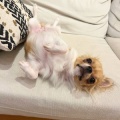 ラブリーチワワねいろちゃん、里親様募集中です♪