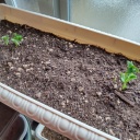 �������ǰ�ƤƤ롡�Ĥ�ʤ����ʥåץ���ɥ� �դäѤ���Ф��Ƥ��ޤ���( ◠‿◠ )