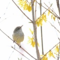 黄の園の小鳥…エゾムシクイ