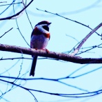髭の 野鳥//生物撮影の記録