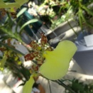 オンシジューム・スプレンディダム　