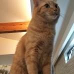 猫好きわーきんぐままの育児にっき
