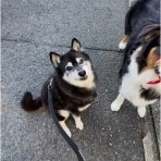 柴犬アトム🌈・黒柴アラレの日々是好日