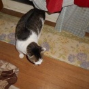 猫に小判を与えたら。 埋蔵金：千七百七拾伍両　ハンターズムーン・・かぁっ・・・。