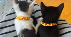 子猫に首輪を…