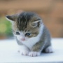 猫の一生にかかる費用は、約264万円！？ これから猫を飼おうとしているお前ら、これくらい掛かるとわかった上で改めて飼える？
